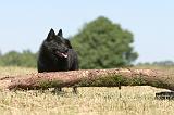 SCHIPPERKE 122